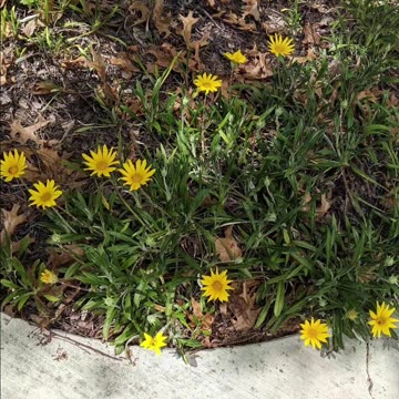 Crocker Art Museum Viewing Sacramento CA