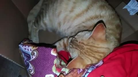 Cat giving birth
