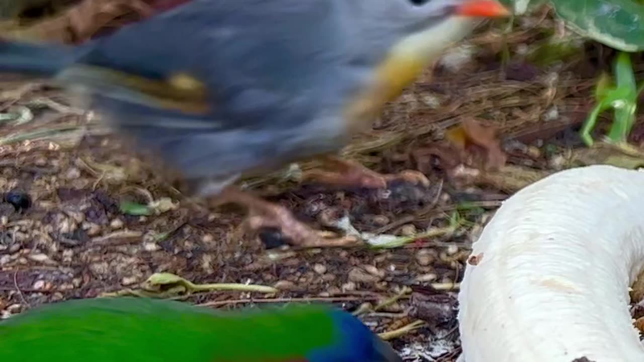 Parrotfinch and Pekin Robin