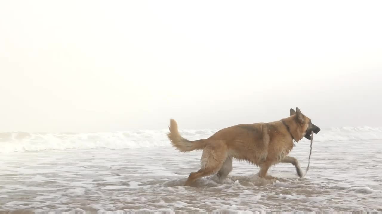 funny dog ​​tries to get into a big storm