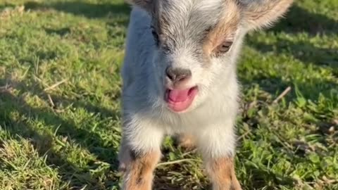 Animals Vreey Beautiful