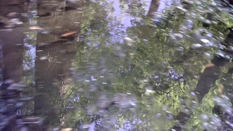 Pond to Bog