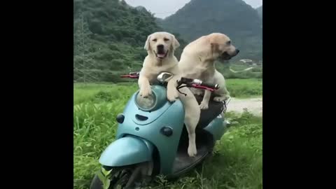 The golden retriever enjoys his master's bath