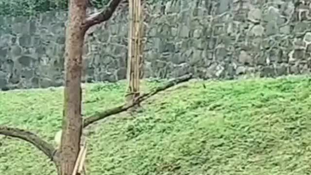 Try not to laugh challenge impossible