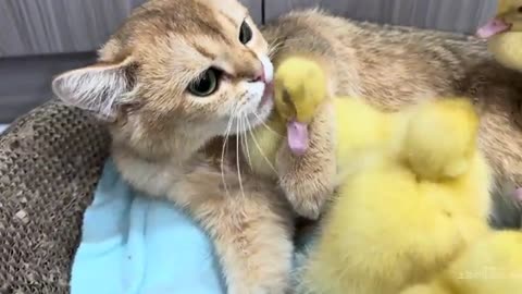 Pets Love❤😘