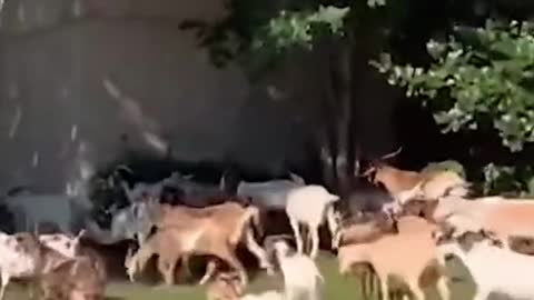 Dozens of goats run fr in Atlanta neighborhod