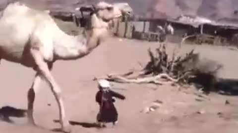 Camel Kicked Kid