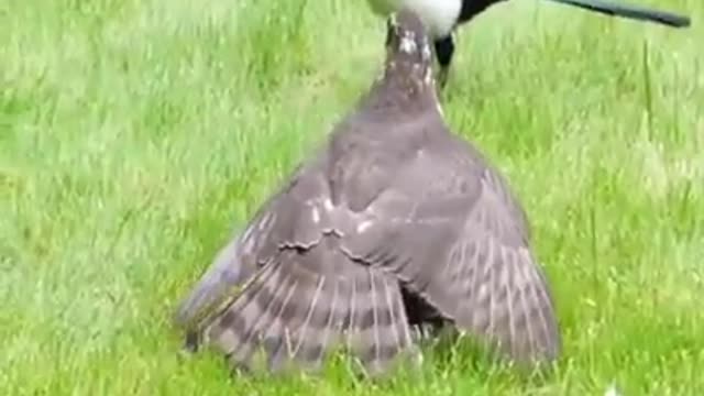 Very beautiful video about birds