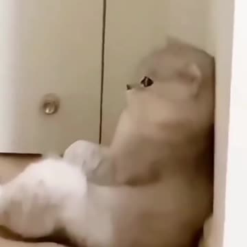 Anabul's dreamy Cat has been dumped By His Girlfriend