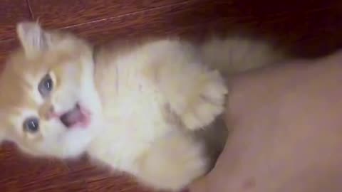 "Playful Kittens: Cute Cat