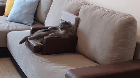 Cat Comfortably Watches Movie