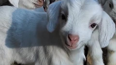 Goat baby