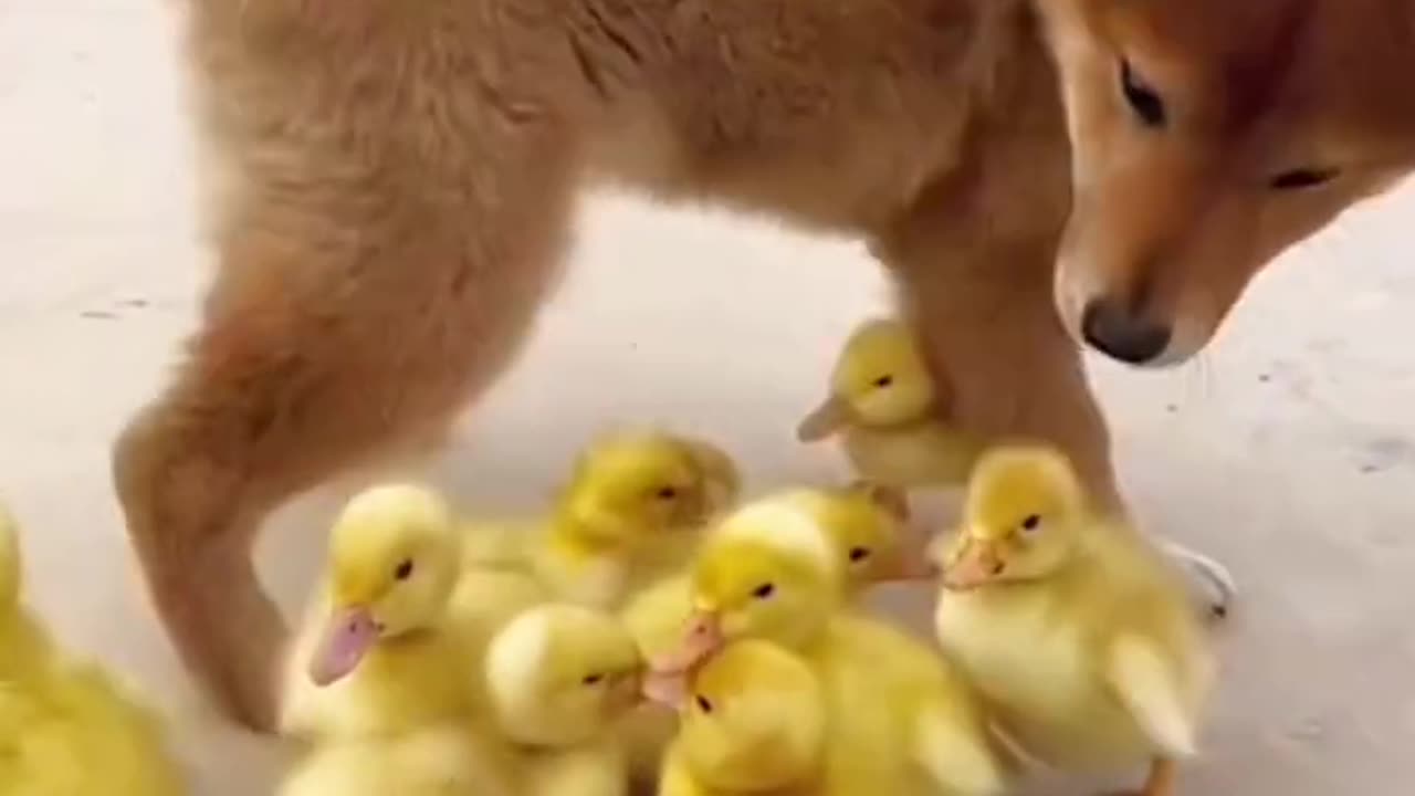 Dog save Duck kids