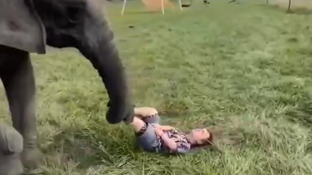 Funny elephant playing football moments