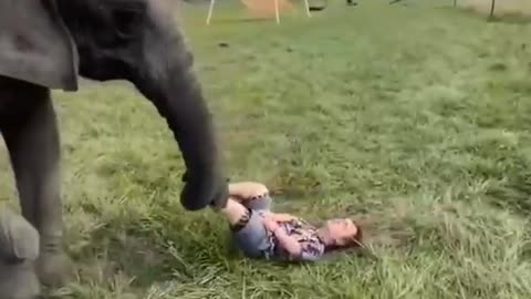 Funny elephant playing football moments