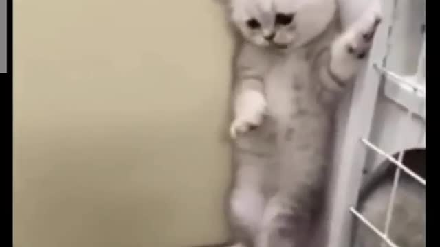 funny cats video clips