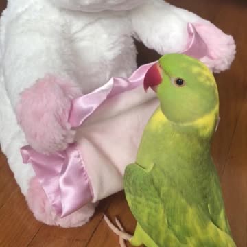 Talking parrot plays peekaboo with toy unicorn