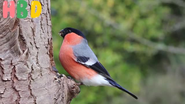 Bullfinch Male 🐦barid Nature bast video