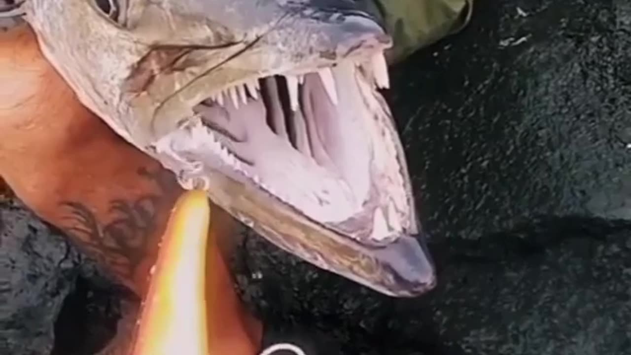 Sark wow 😲😲😲