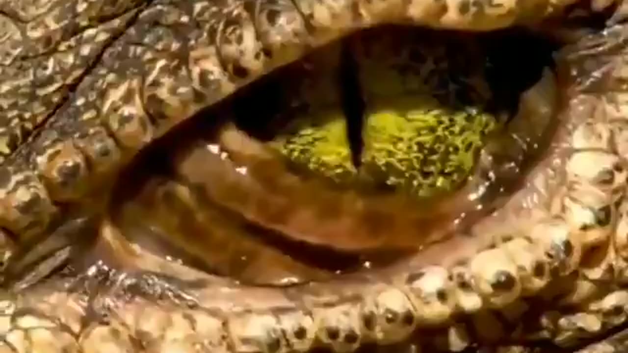 Crocodile's eyes are an engineering marvel: They are protected by a third eyelid,