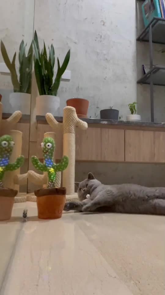 Cat animals funny cute 09