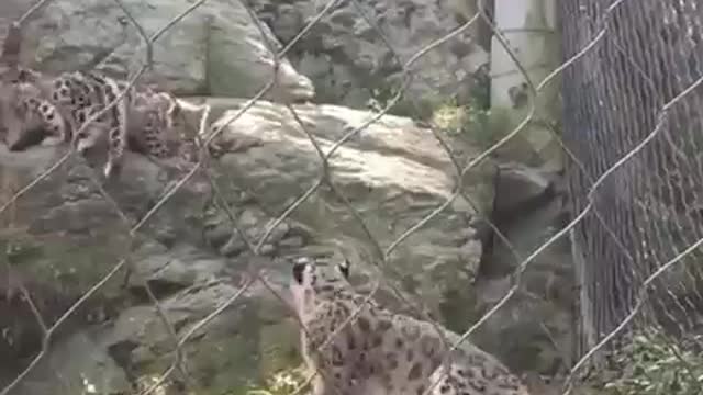 Leopard gets scared by its own cub…😭