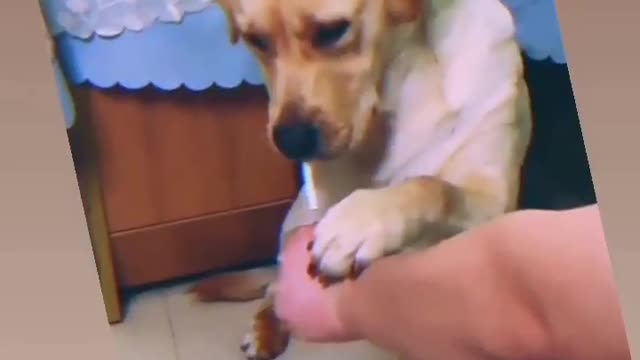 The dog smokes a cigarette