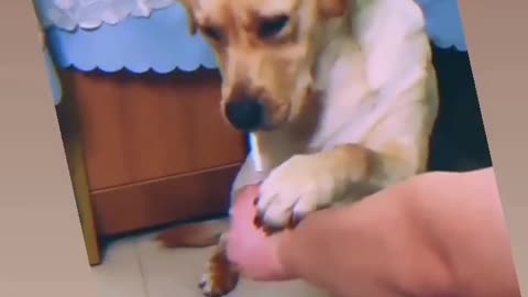 The dog smokes a cigarette