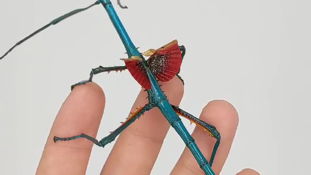 Blue Stick Insect has Beautiful Wings