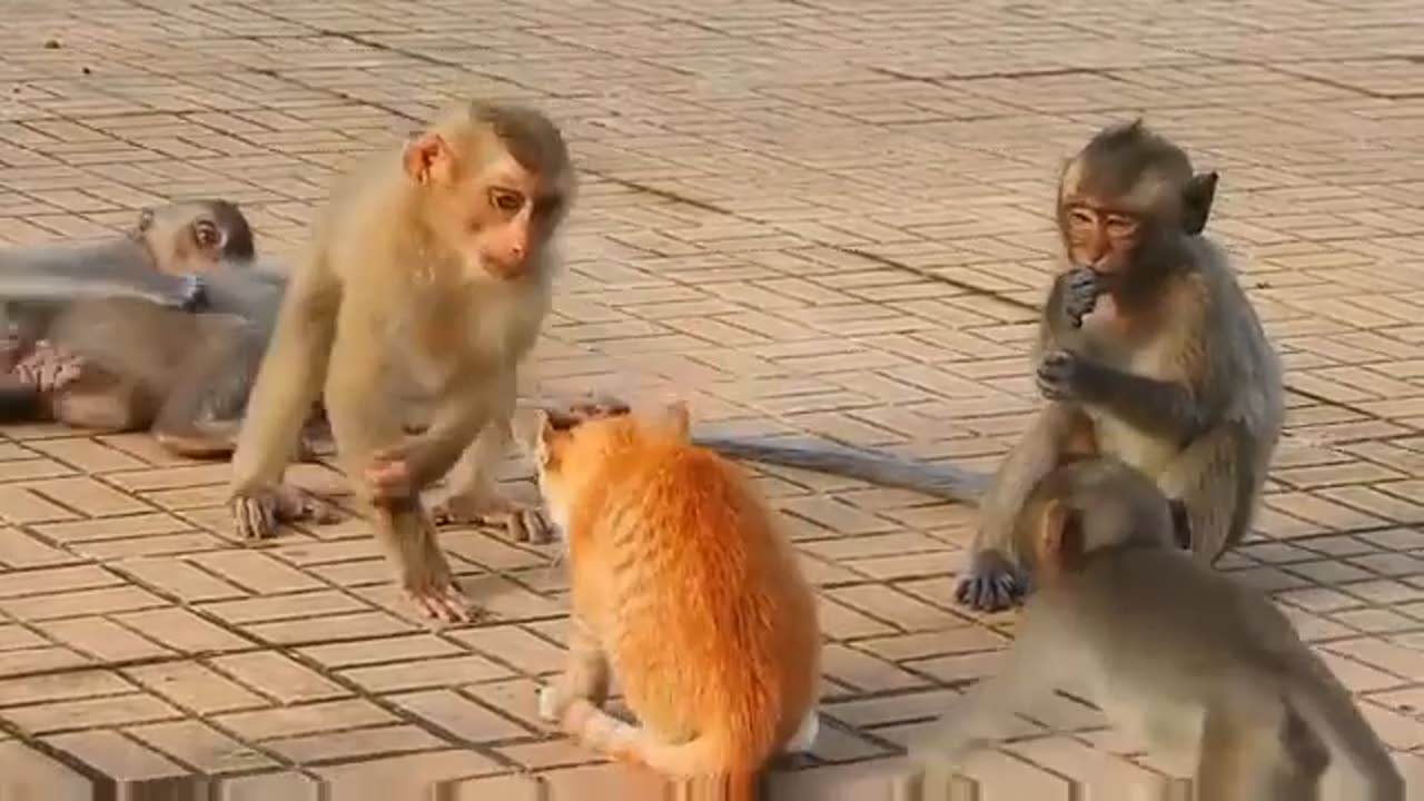 Monkey vs dog fight