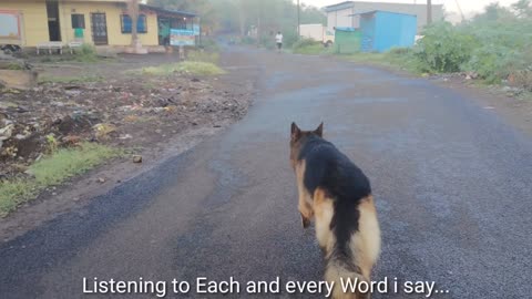 Indian dogs vs German shepherd fight 🐶😵 | dog fight close Encounter 🐕‍🦺