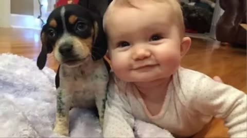 funny dog & puppy playing together child