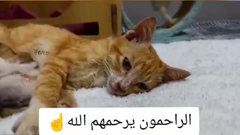 How much is a carrot 😦 I think 😜💬 the sky tonight too much does it cost to