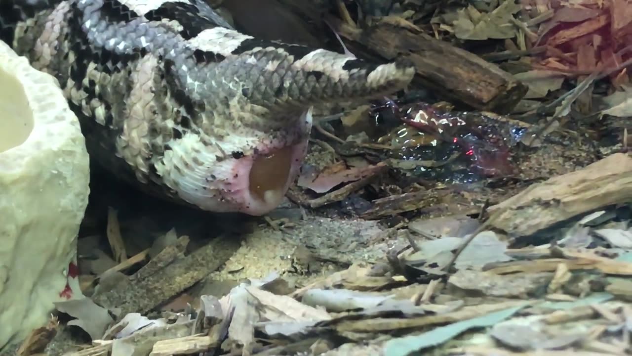 Gaboon viper Snake giving birth