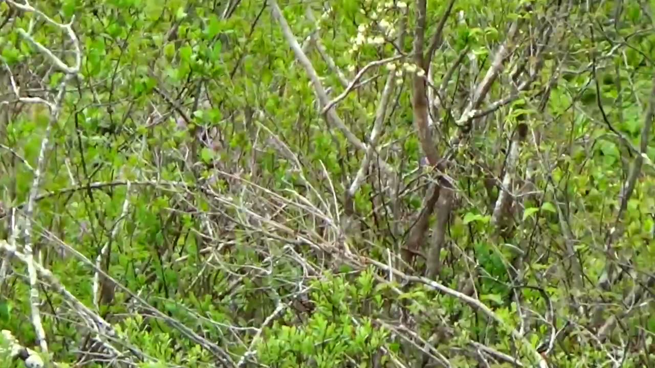 Great crested flycatcher