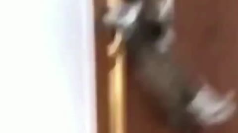 Funny Cat Opens a Door By Itself #shorts