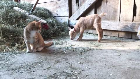 Newborn Goat Hector Makes Friends with Barn Kittens