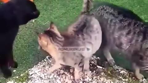 The best funny animal videos of the try not to laugh #shorts #animals #funny