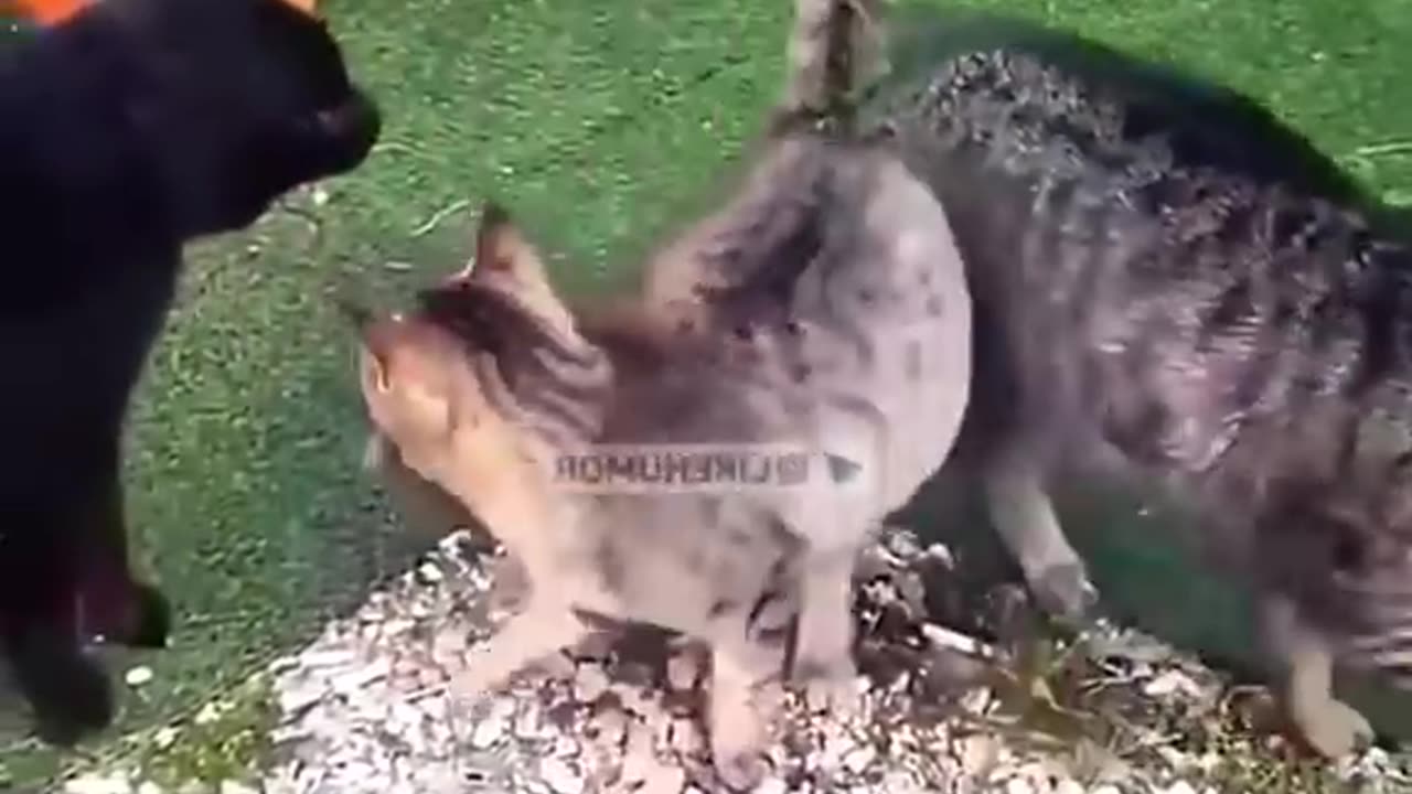 The best funny animal videos of the try not to laugh #shorts #animals #funny