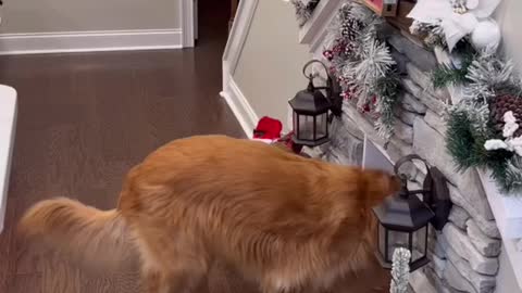 Introducing my dog to his new Christmas twin.