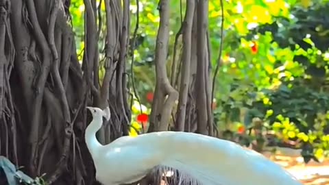 Beautiful white peacock