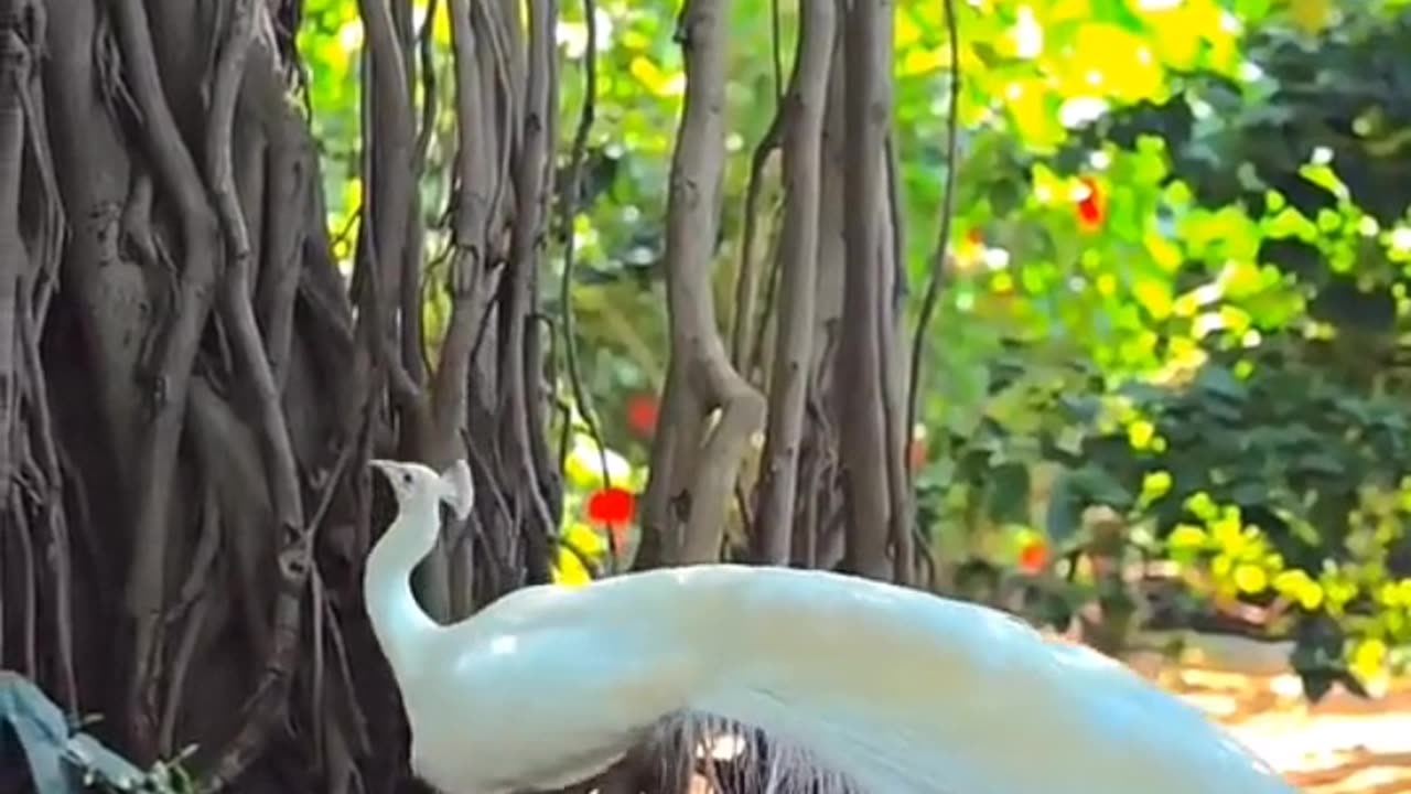 Beautiful white peacock