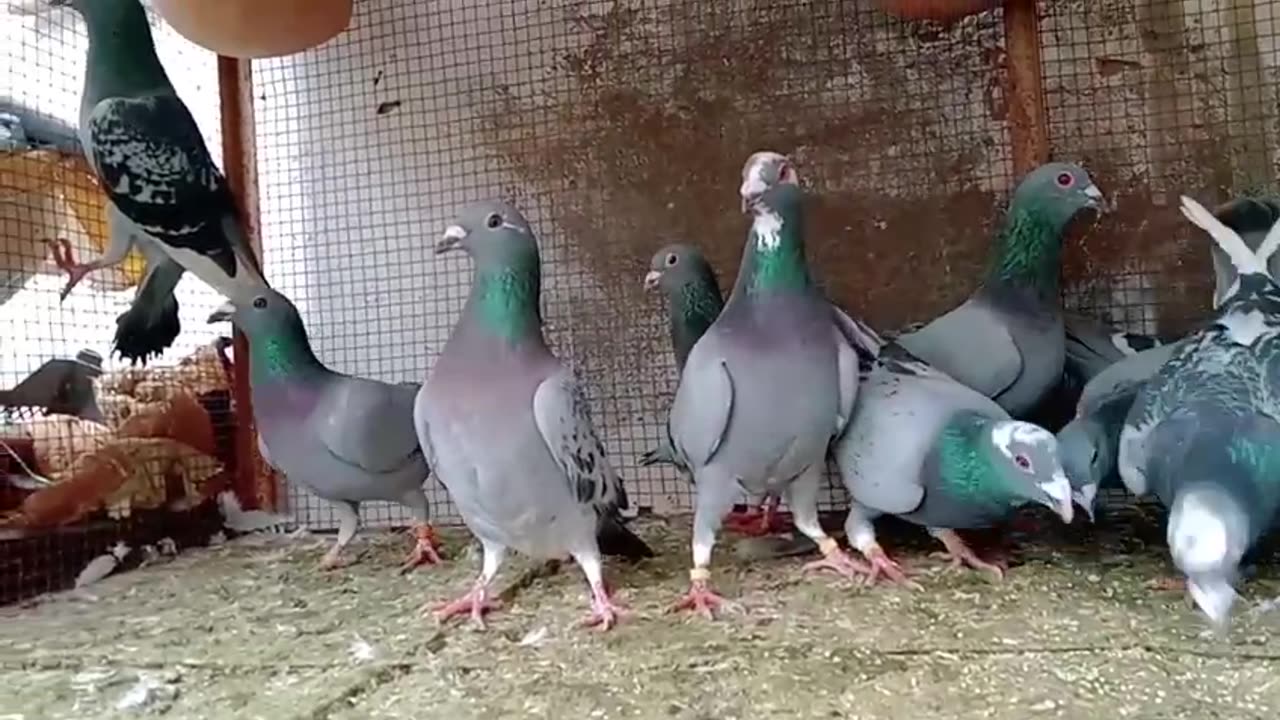 Pigeon racing 2024