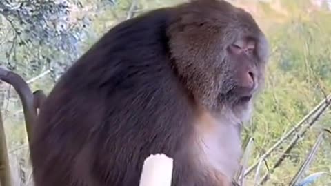 Monkey Giving Side Eye