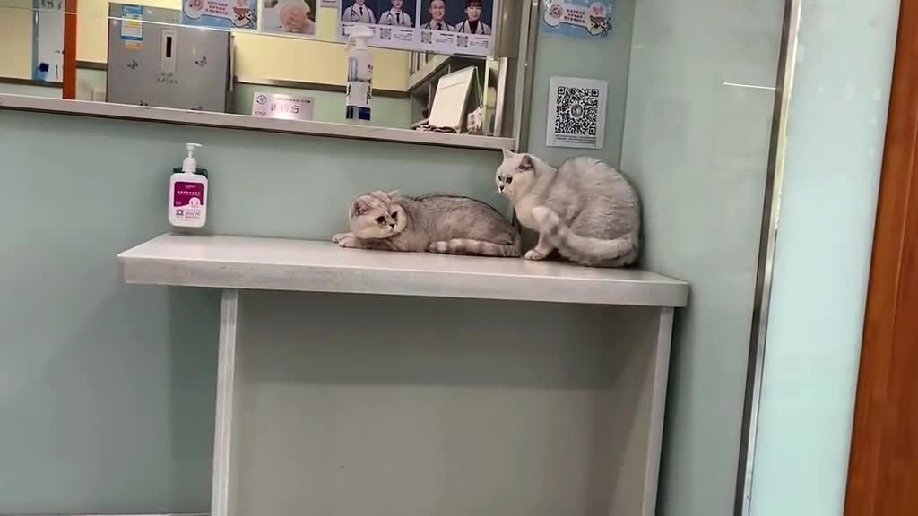 Two brothers who fight at home and are very honest when they go to the pet hospital.😆