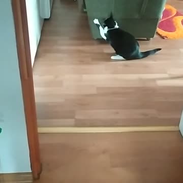 Ziuta and Gabriela my aunt cats 😻😁