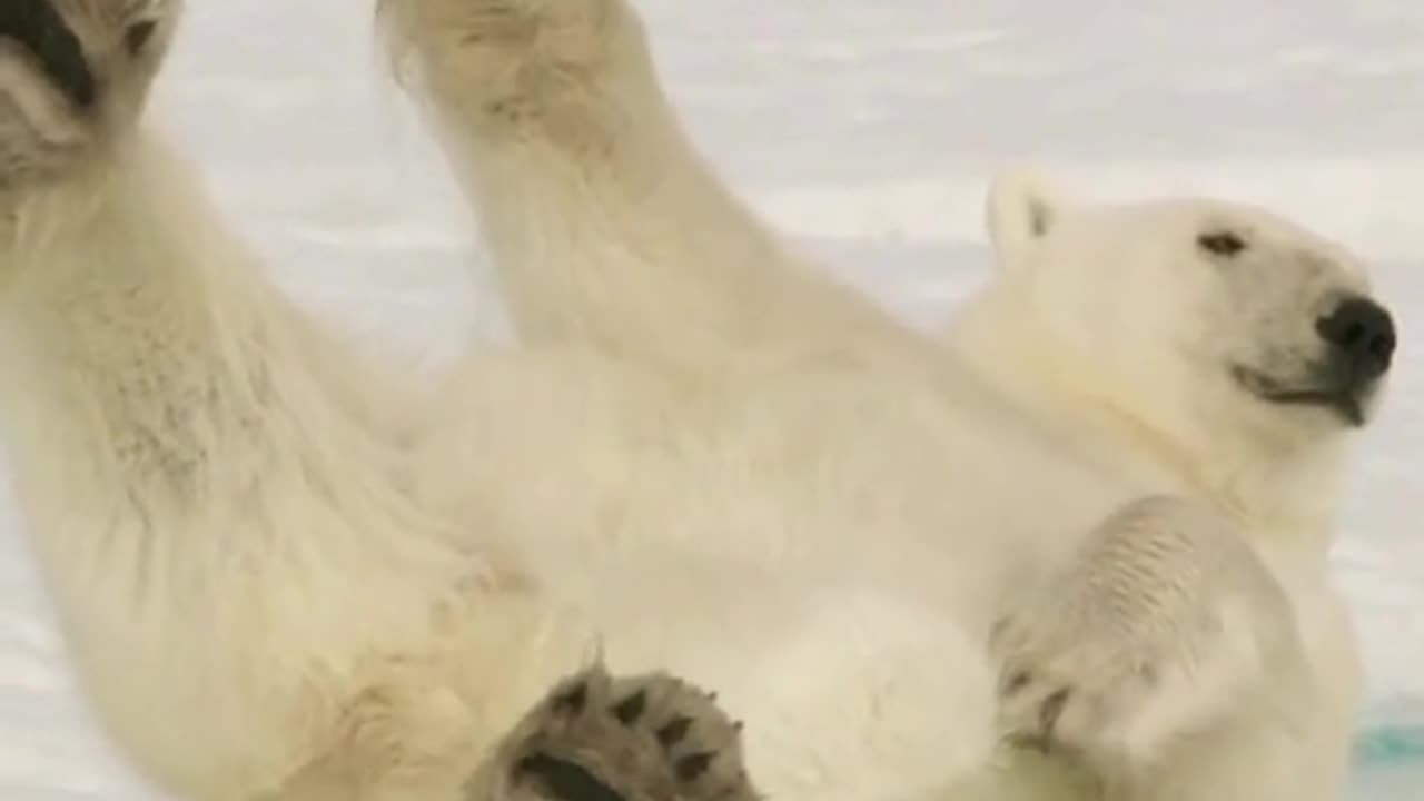 #BackToReality_ It's Time to Say Goodbye to the Polar Bear and Other Funny Pets!