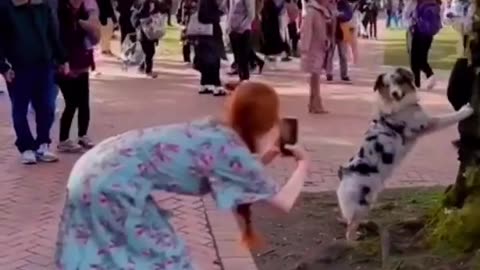 Dog taking photos