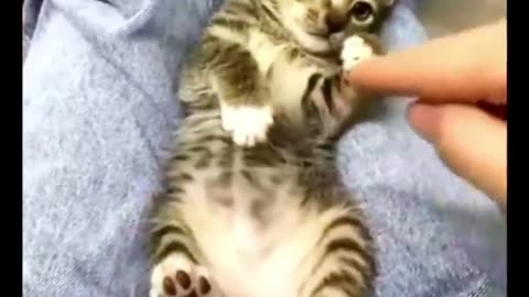 Cute Naughty Kitten