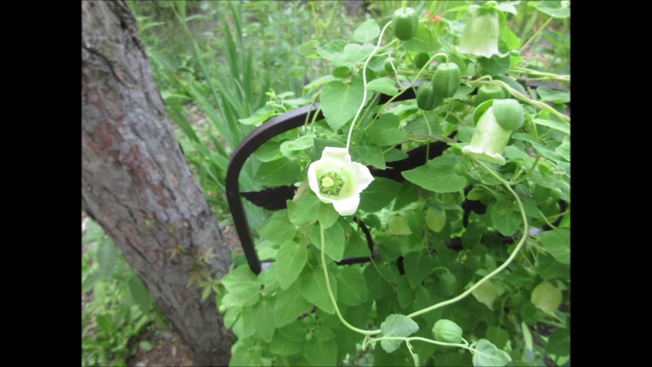 A Beautiful Bloom Codonopsis July 2022